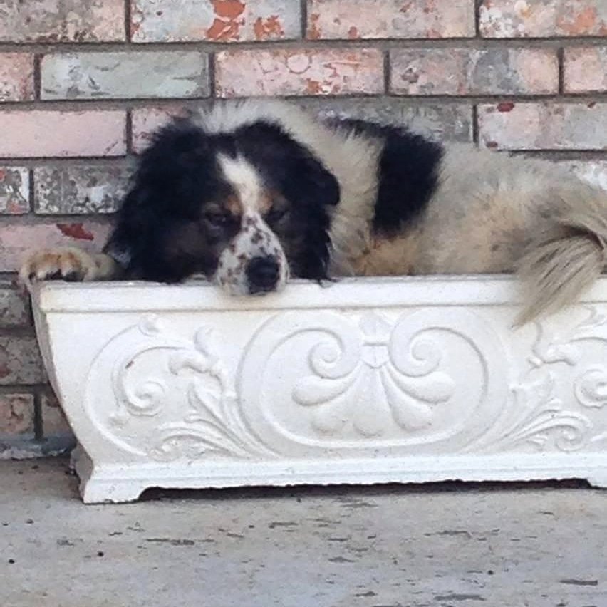 Our Tuesday Dog of the week gives new meaning to the term Flower Bed!

Meet Dusty - A stray that stayed! He doesn’t know a stranger and always finds the most unusual places to sleep, hardly ever in his doghouse.