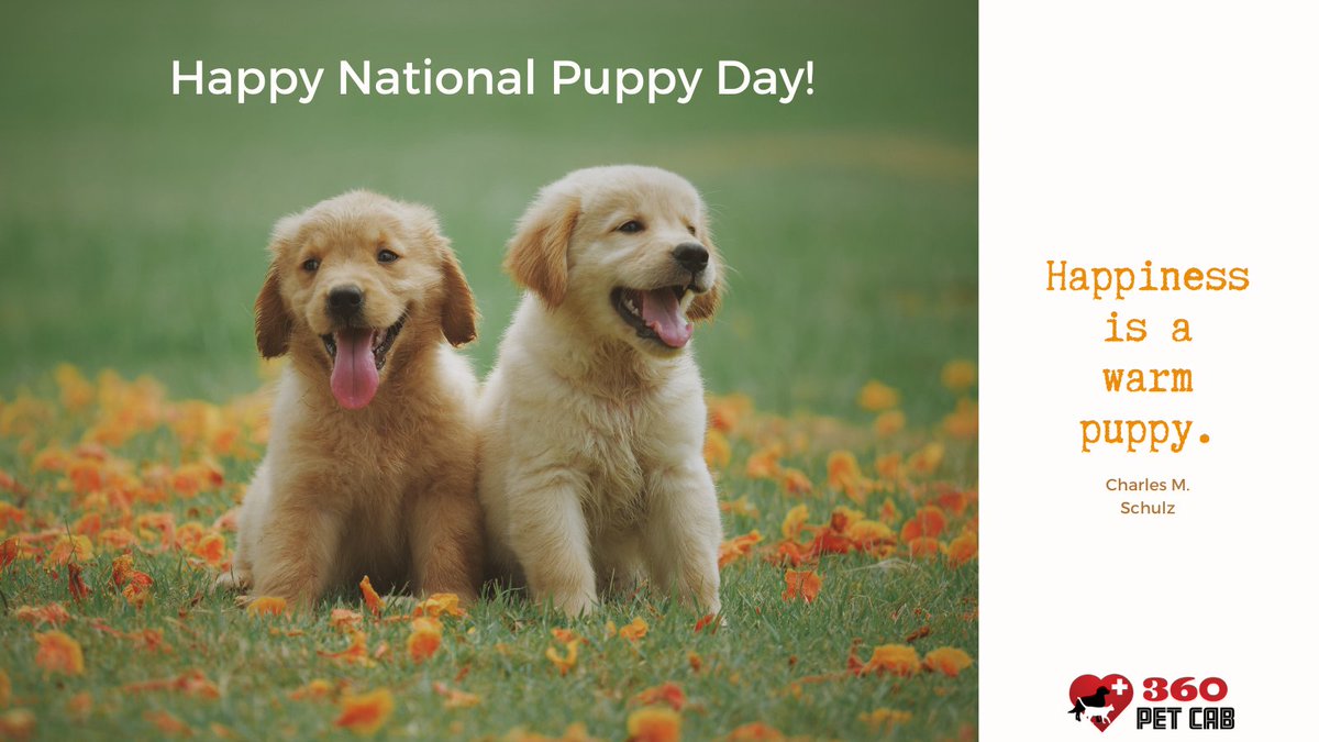 360PetCab's tweet photo. If you ask us, every day should be puppy day! Give extra treats and hugs today!

#NationalPuppyDay2021 #360petcab #pettransport #sfbayarea https://t.co/H26JKApTZ8
