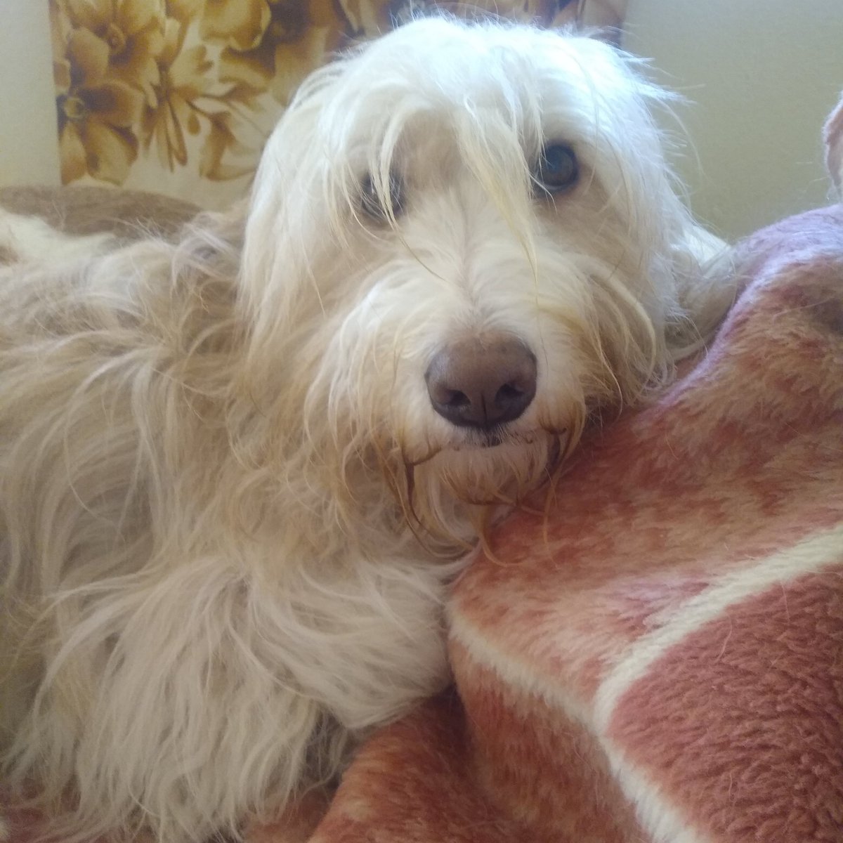 #NationalPuppyDay2021  
number 3...my boy..snoopy :)