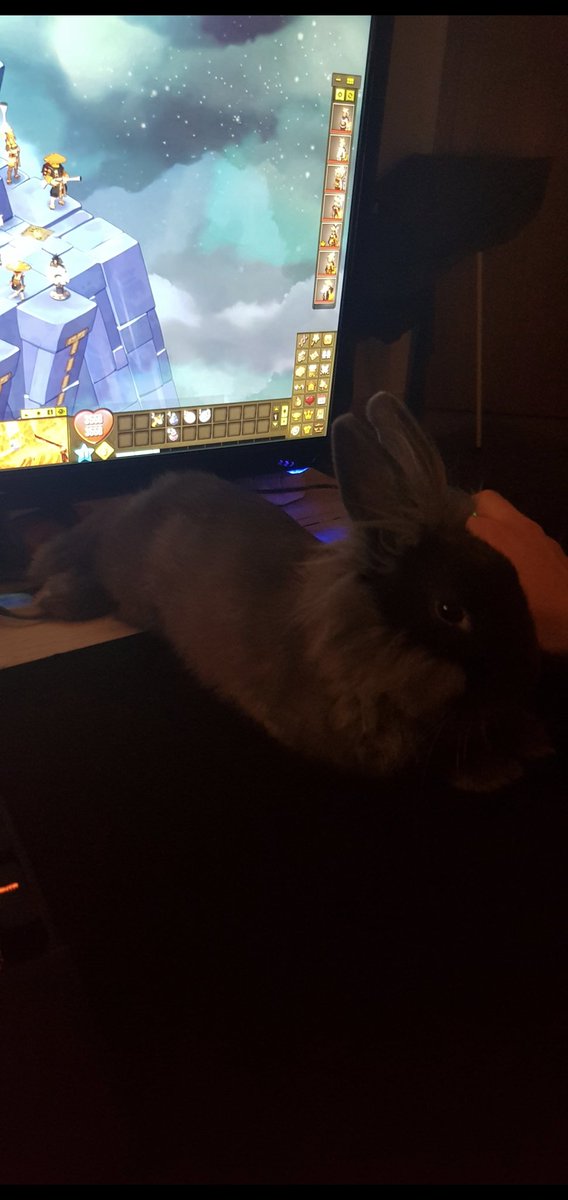 Kalamithyy's tweet photo. @DofusTouch ... puis en srambad 🐰 https://t.co/XL08iwcGcE