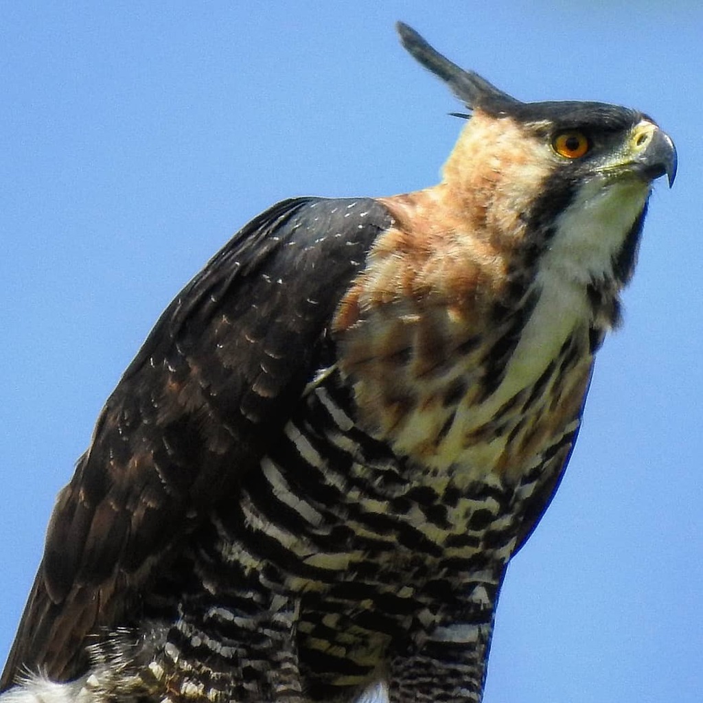 LuisMora01's tweet image. Águila elegante #spizaetus #spizaetusornatus #birds_captures #nature_worldwide_birds #ip_birds #total_birds #birdphotography #birdstagram #birdsofinstagram #PlanetBirds #nuts_about_birds #kings_birds_ #pocket_birds #wildgeography #BiodiversidadMexicana #… instagr.am/p/CMx5S49FrPF/