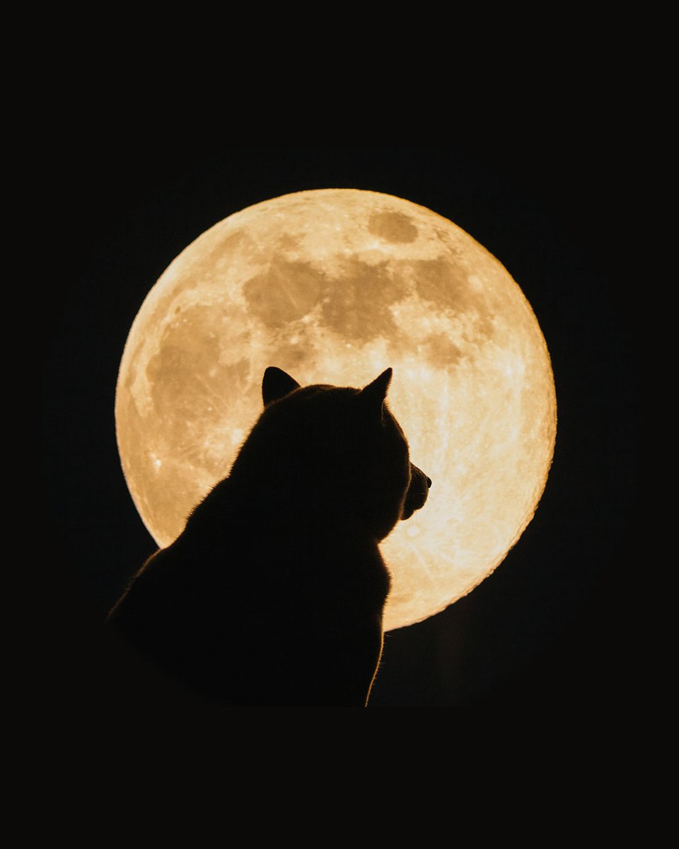 ionitstudios's tweet image. $DOGE Bucket Hat. Click the link for good luck. 🐕ionitstudios.com/product-page/d…