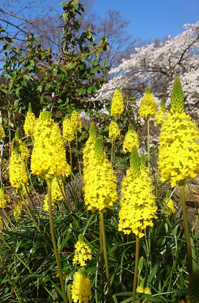公式 京都府立植物園 おはようございます 今日はいいお天気です ブルビネラ フロリブンタがワイルドガーデンで満開です ブルビネラ ワイルドガーデン 春の花 京都府立植物園
