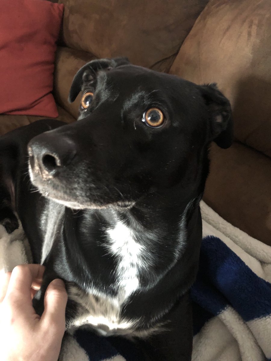 Justin_Gray02's tweet photo. #NationalPuppyDay everyday https://t.co/d2XDOreVwU