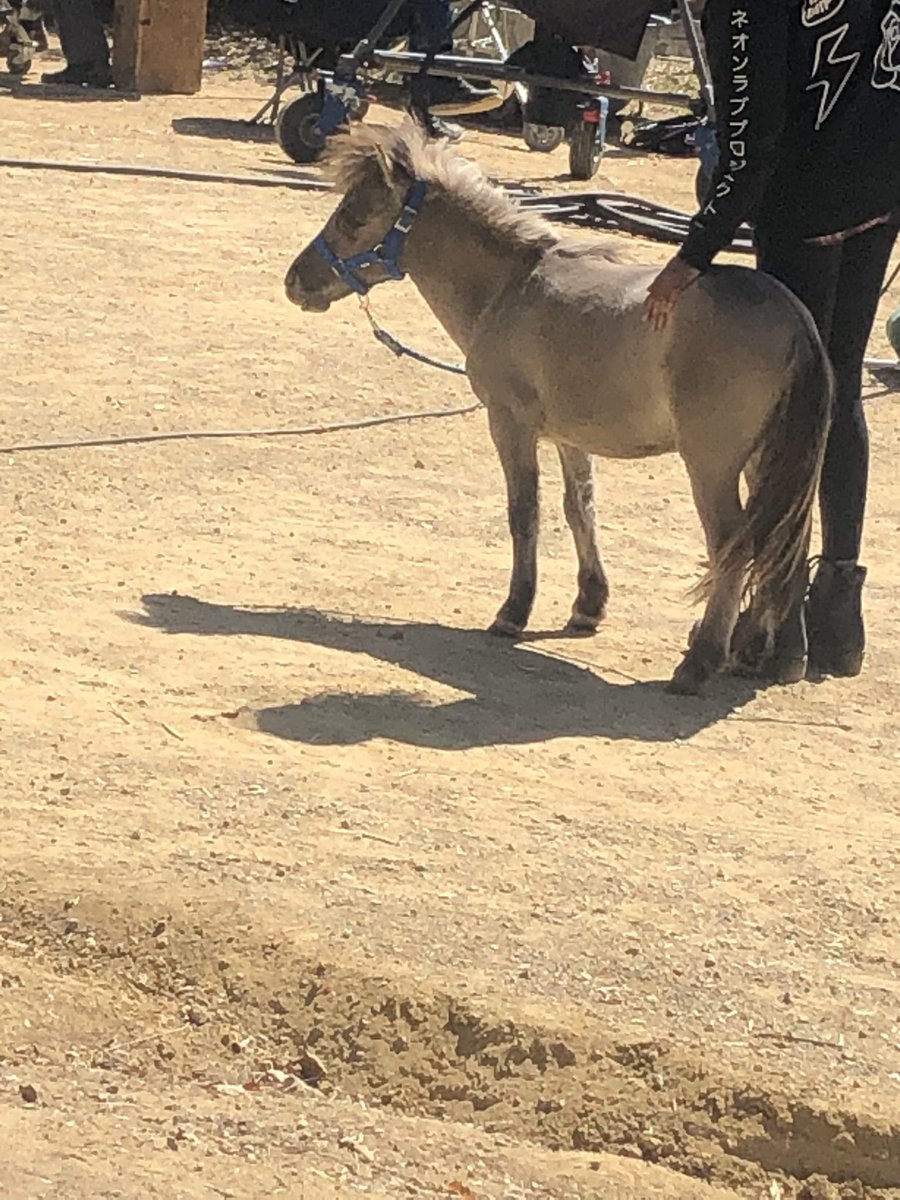 LionQueenTvFilm's tweet photo. I met #MyLittlePony today! #ILoveMyLife #SuperCute #FourLeggedFriend https://t.co/pAT9pUVIwK