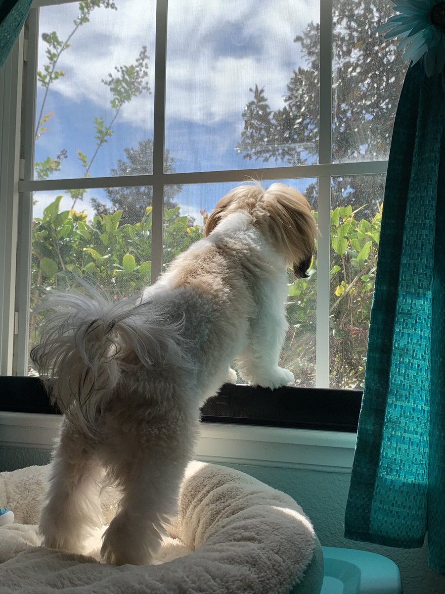 ferdalump's tweet image. Excuse me, but this is very important 🥺💕 #NationalPuppyDay