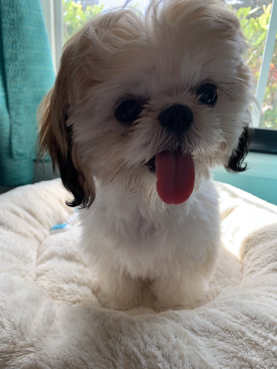 ferdalump's tweet image. Excuse me, but this is very important 🥺💕 #NationalPuppyDay