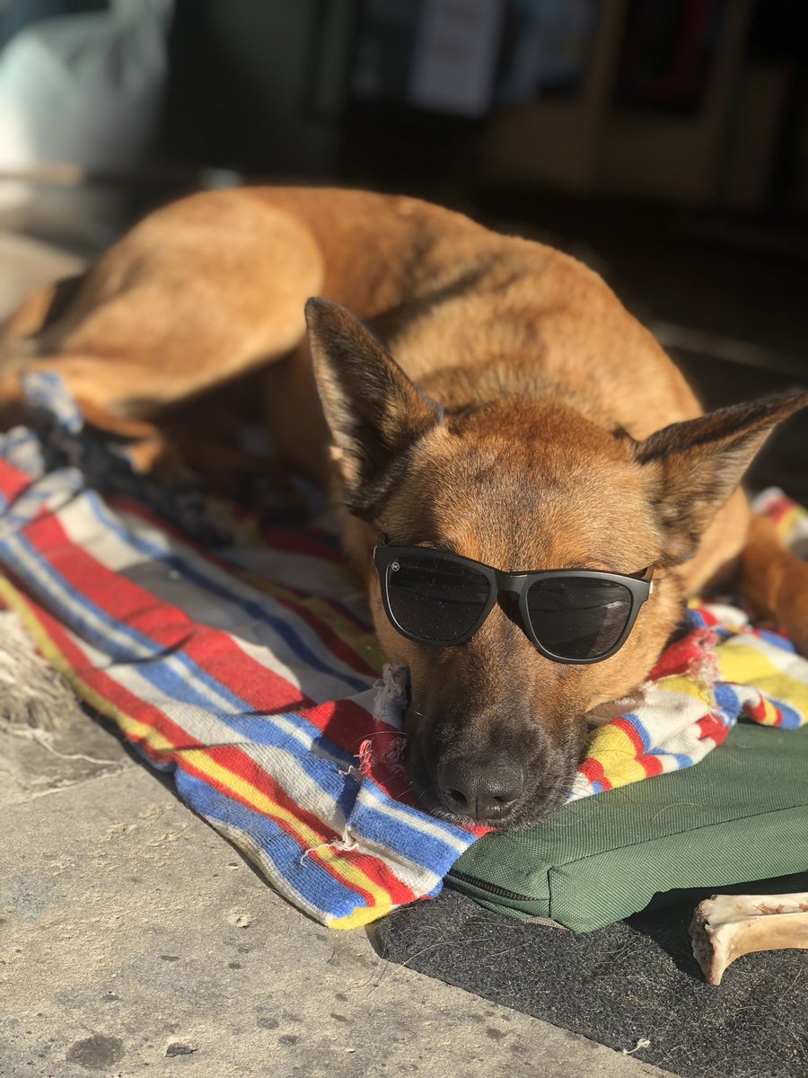 JHuffman91's tweet photo. @CanadianPenny1 Django living his best life https://t.co/0e2PvzW3L3