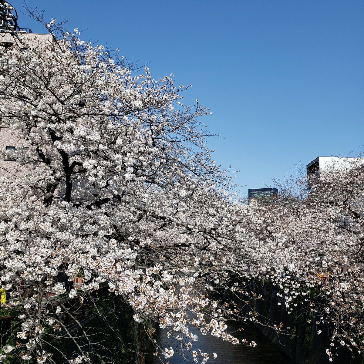 mamitruth's tweet photo. #出勤途中
🌸 #20210324 9時半
#桜 #開花
#ソメイヨシノ
#目黒川沿い
#目黒川の桜 #目黒川 #さくら
#お花見
#sakura #cherryblossom #meguroriver
#tokyolife #instagood #teritory
#flowerphotography
#bloom #spring #tokyo
#neighborhood #views https://t.co/wcxnxDiW7w