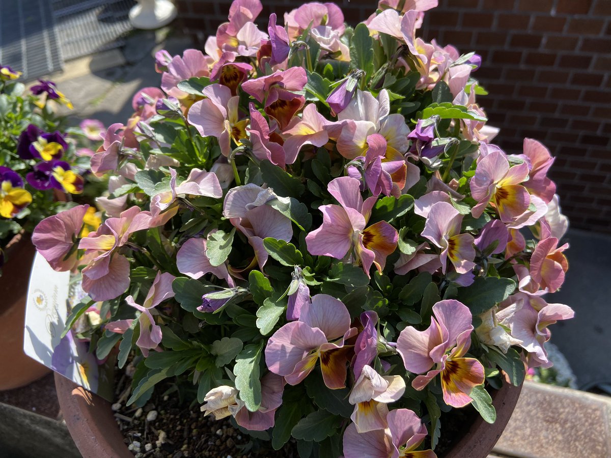 ビオラディージェイ