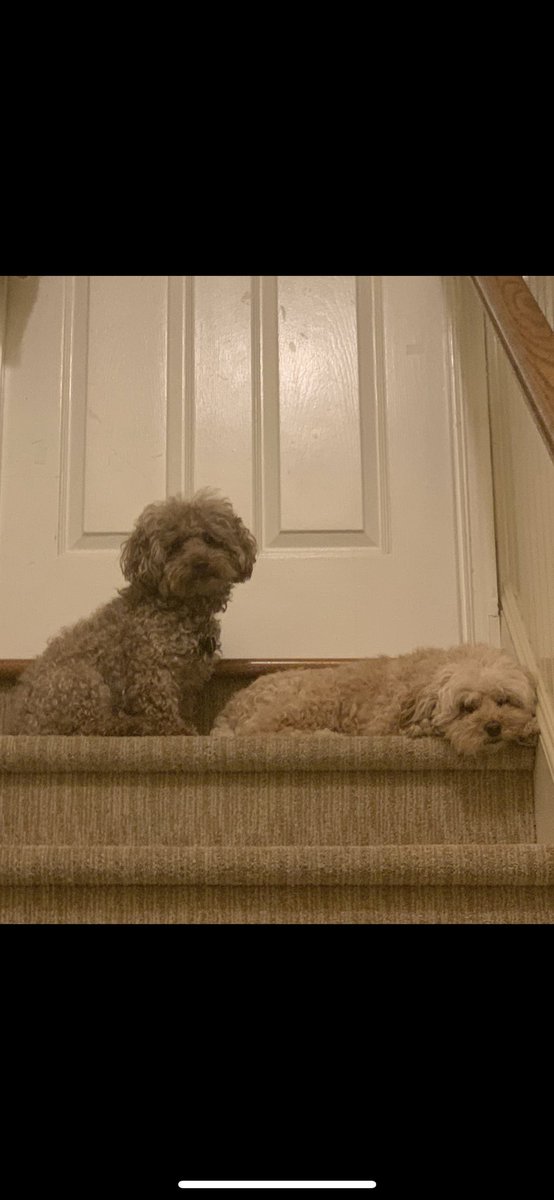 cemcgowan8's tweet photo. @dog_rates @dogrates happy #NationalPuppyDay2021 https://t.co/iOCi7tzWjS