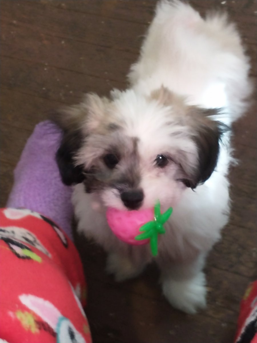 YearoutRobin's tweet photo. Happy Puppy Day from Giz https://t.co/V09woUJ8N2