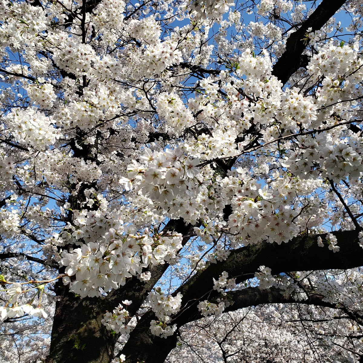 mamitruth's tweet photo. #出勤途中
🌸 #20210324 9時半
#桜 #開花
#ソメイヨシノ
#目黒川沿い
#目黒川の桜 #目黒川 #さくら
#お花見
#sakura #cherryblossom #meguroriver
#tokyolife #instagood #teritory
#flowerphotography
#bloom #spring #tokyo
#neighborhood #views https://t.co/wcxnxDiW7w