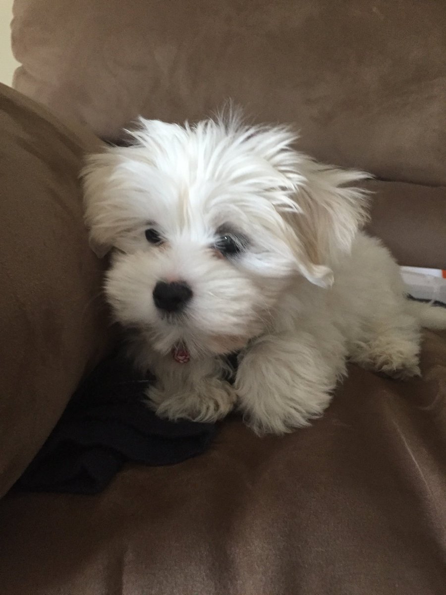 National puppy day.  Flashy!!