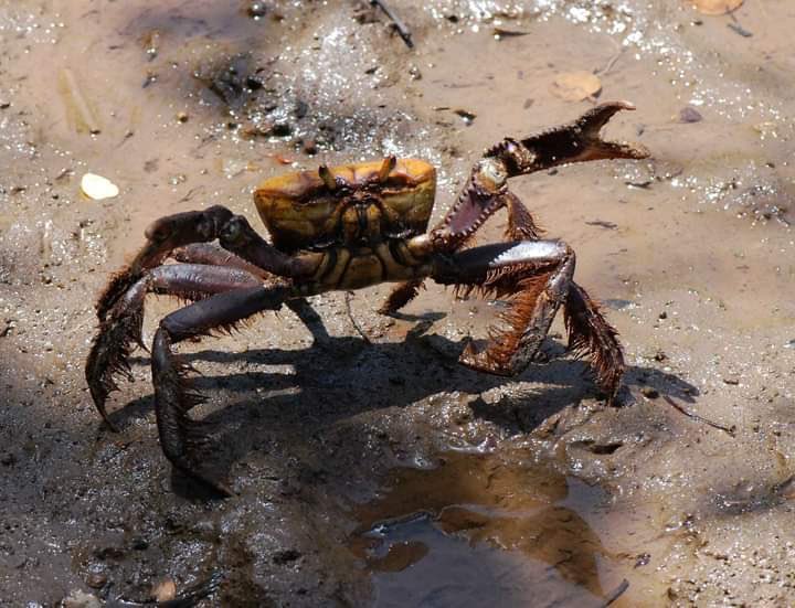 pretofinno's tweet photo. Namoral quem foi o gênio que olhou pra esse bicho é pensou” se lavar da pra comer”???? https://t.co/3qaXLIiCOo