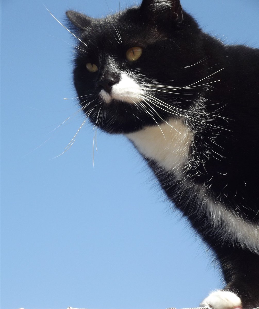 3Trouble_makerz's tweet photo. I feel like I'm on top of the world 💙 

#cat #blaze #CatsOfTwitter #tuxedocat #nature #adventurecat #bluesky https://t.co/j5GhGNxVts