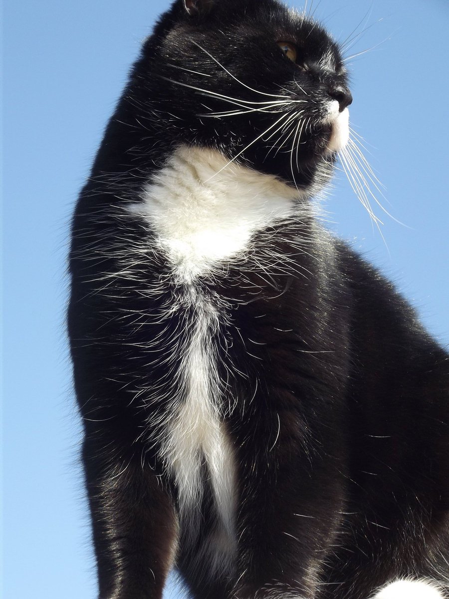 I feel like I'm on top of the world 💙 

#cat #blaze #CatsOfTwitter #tuxedocat #nature #adventurecat #bluesky