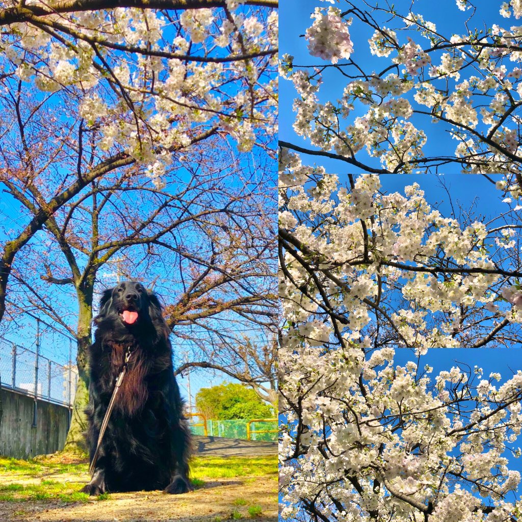 桜咲く