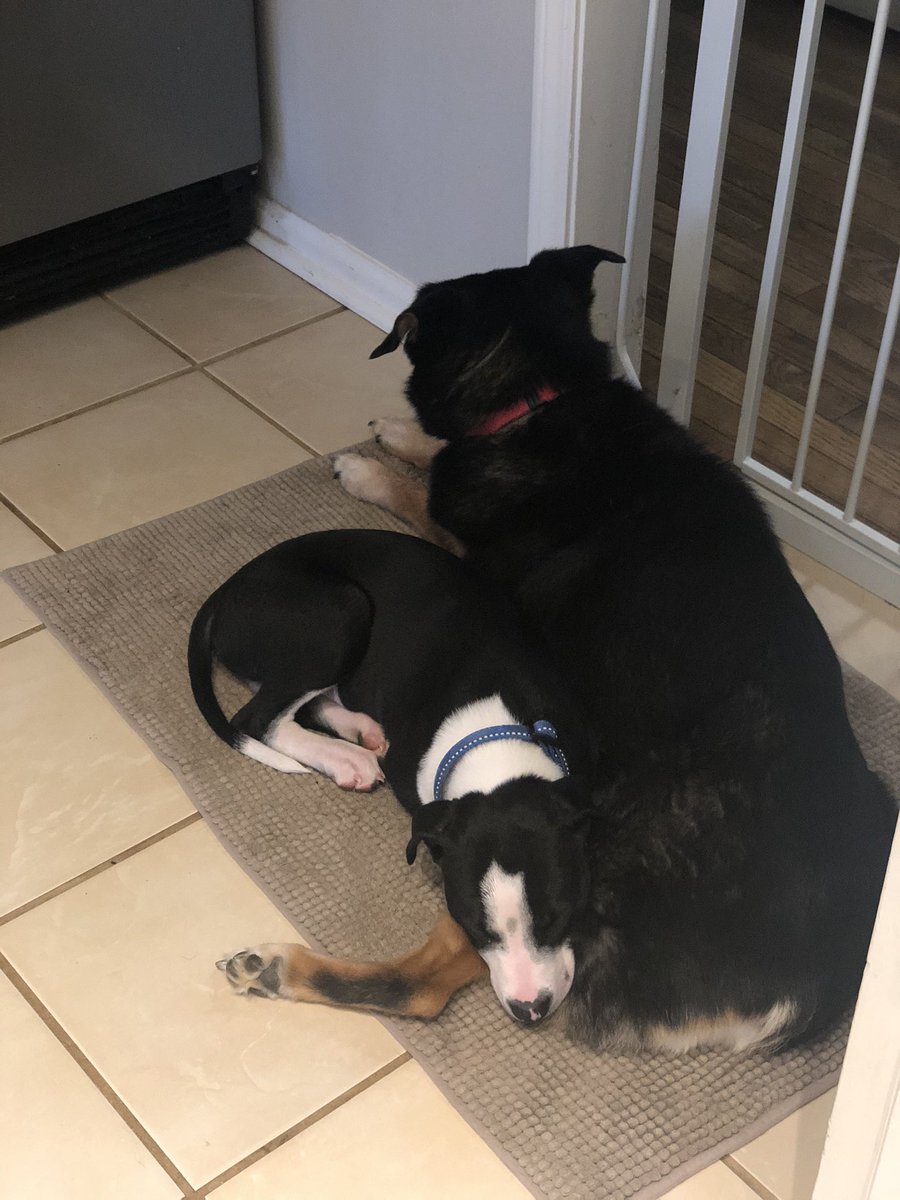 AllnHowULookait's tweet photo. @dog_rates https://t.co/aXZvcoprw8