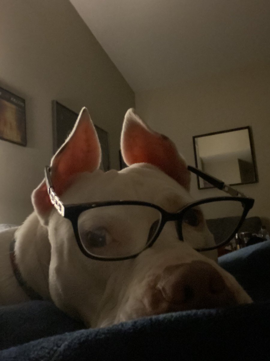 FlyFayla's tweet photo. My sweet RBG is obviously a  #ProChoicePup   ❤️🐾❤️🐾 https://t.co/cAhoqex6dl