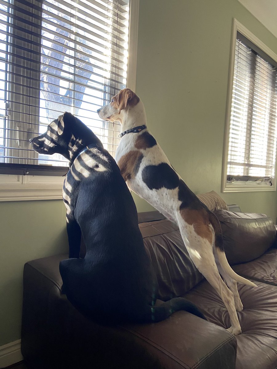 #NationalPuppyDay 🐶 Ronin 10 months old waiting for his walk and then with his sister 🐶 Roxy (4yo) conducting their own neighbourhood watch ❤️