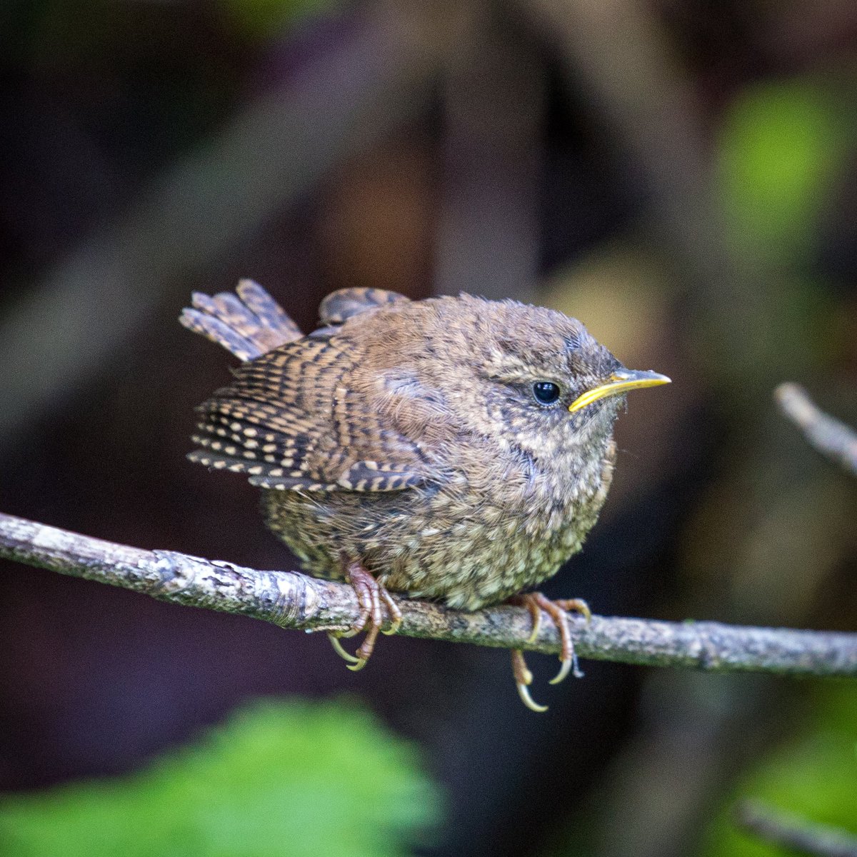 Grumpy bird giving me serious Tuesday vibes.

#birding #birdwatching #TwitterNatureCommunity