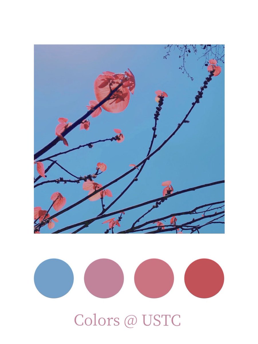 StudyatUSTC's tweet photo. Morning! How many colors can you see in the spring of USTC campuses?
#ustc #ustcer #campus #campuslife #spring #中科大 #中国科学技术大学 https://t.co/sbcw50Z8cr
