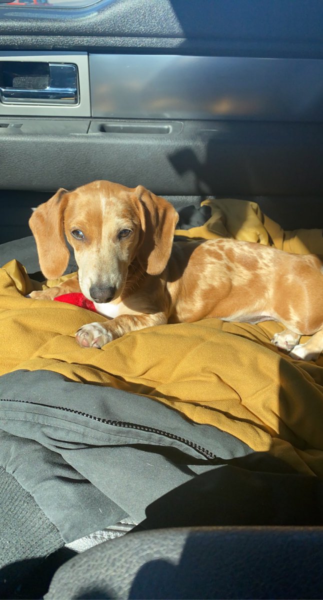 brock702's tweet photo. @dog_rates Brewer, the mini dachshund☺️ https://t.co/KtgoqxDqGn