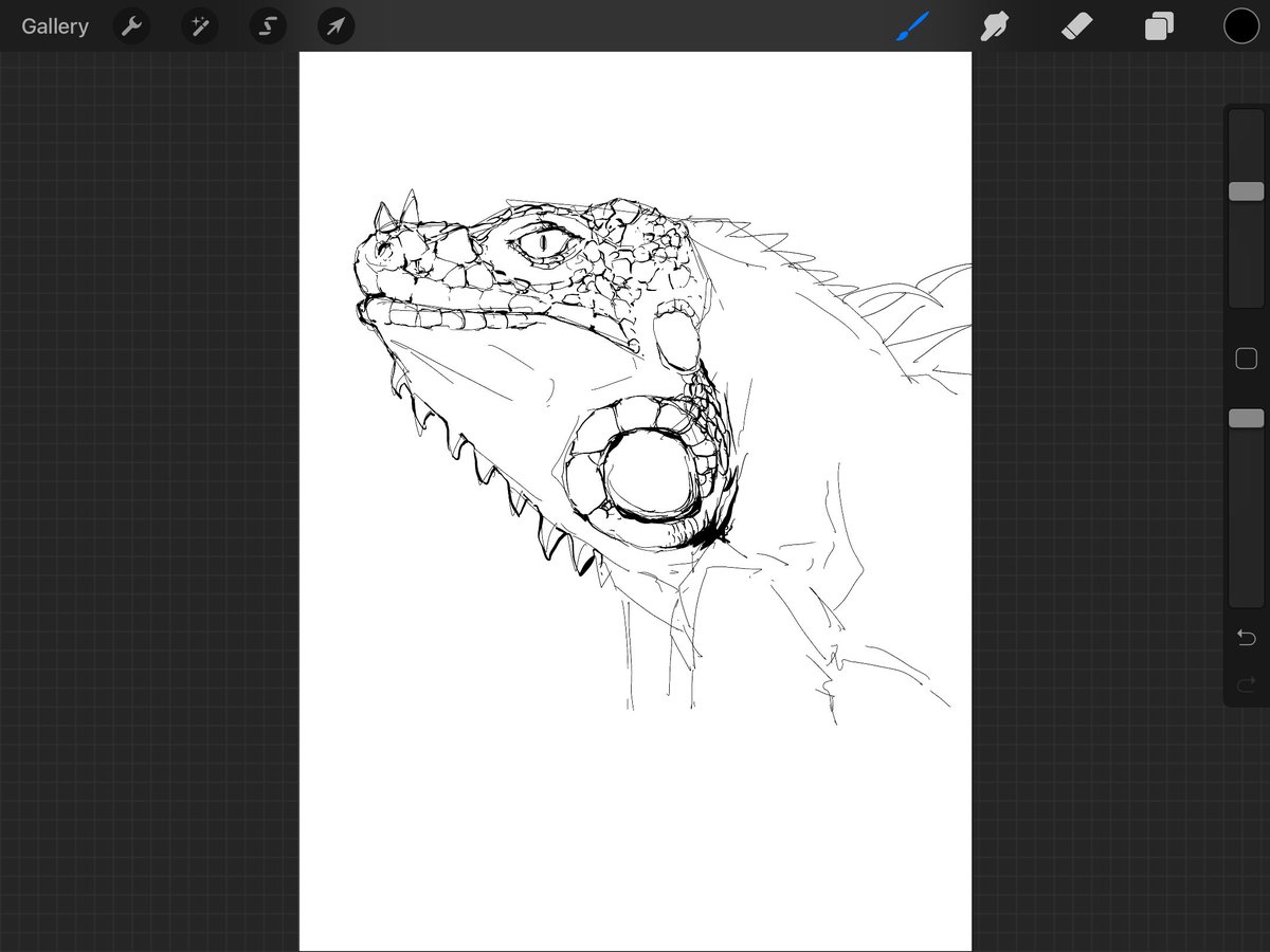 drawing my dog 