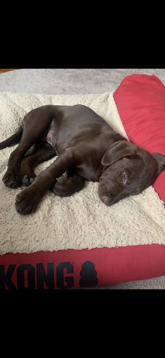 EhEm88's tweet image. Happy National Puppy Day! #NationalPuppyDay #chocolatelab