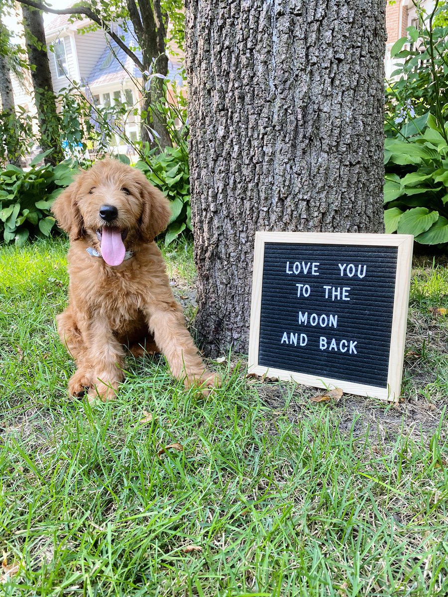 Systematics_Inc's tweet photo. Happy #nationalpuppyday to our favorite mascot, Leo!!! https://t.co/YahMHb9ChX