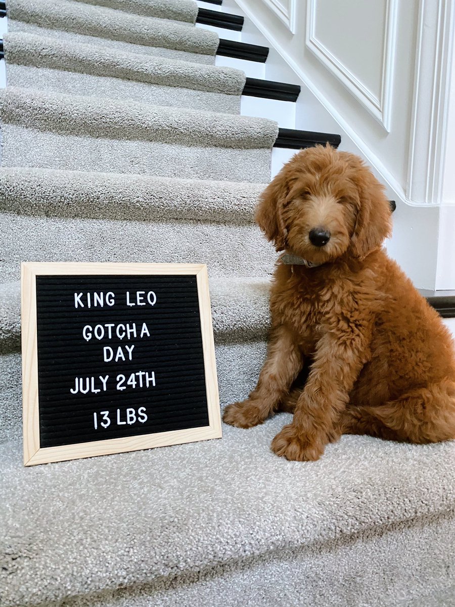 Systematics_Inc's tweet photo. Happy #nationalpuppyday to our favorite mascot, Leo!!! https://t.co/YahMHb9ChX