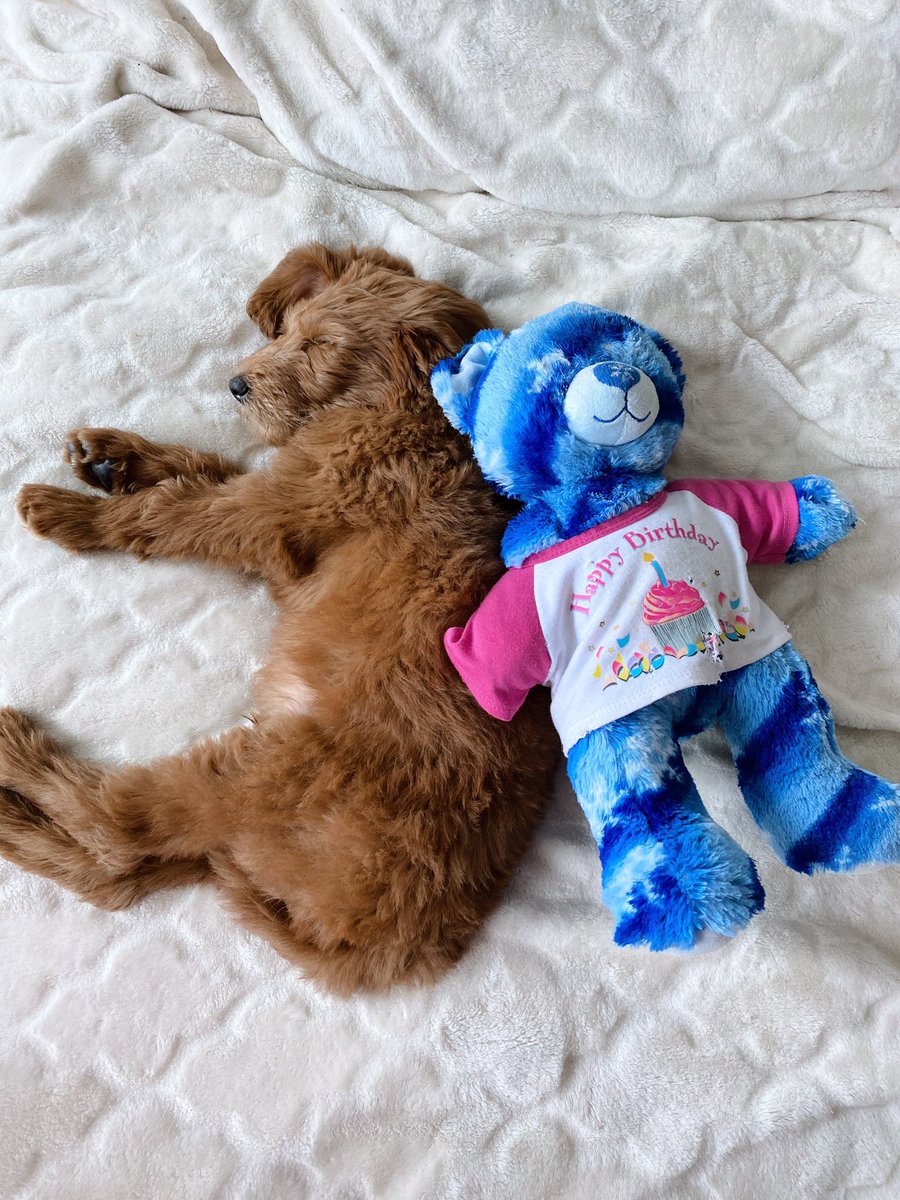 Systematics_Inc's tweet photo. Happy #nationalpuppyday to our favorite mascot, Leo!!! https://t.co/YahMHb9ChX