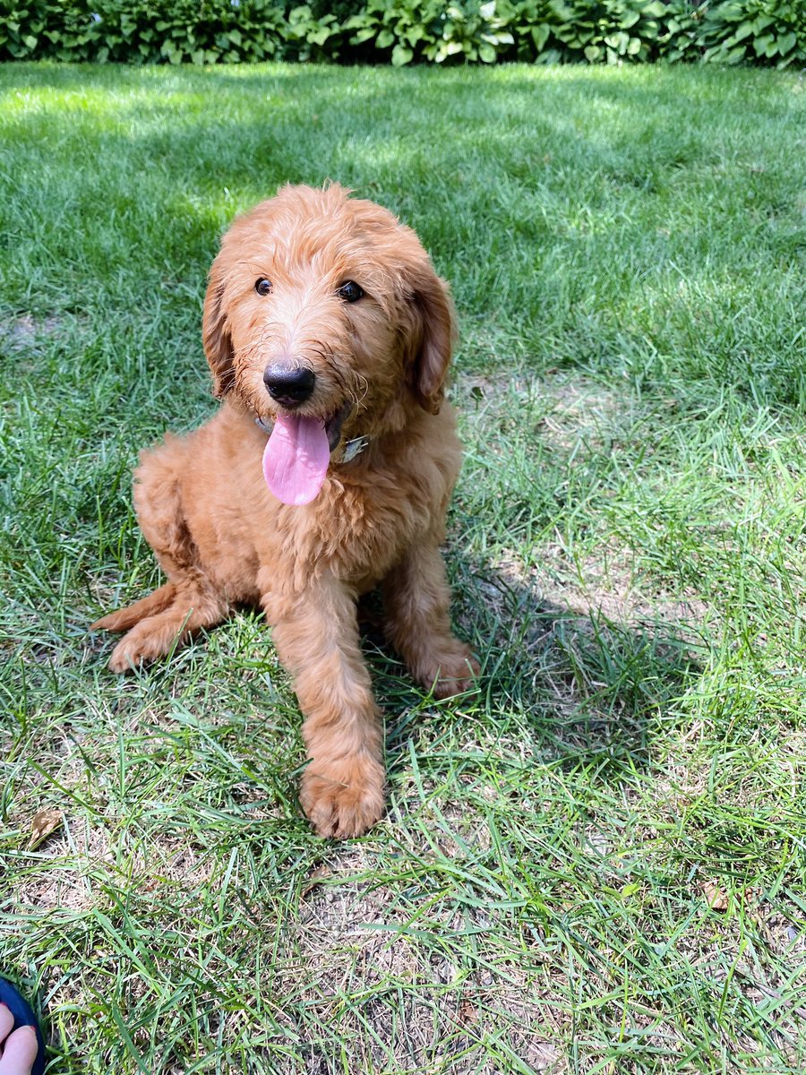 Systematics_Inc's tweet photo. Happy #nationalpuppyday to our favorite mascot, Leo!!! https://t.co/YahMHb9ChX