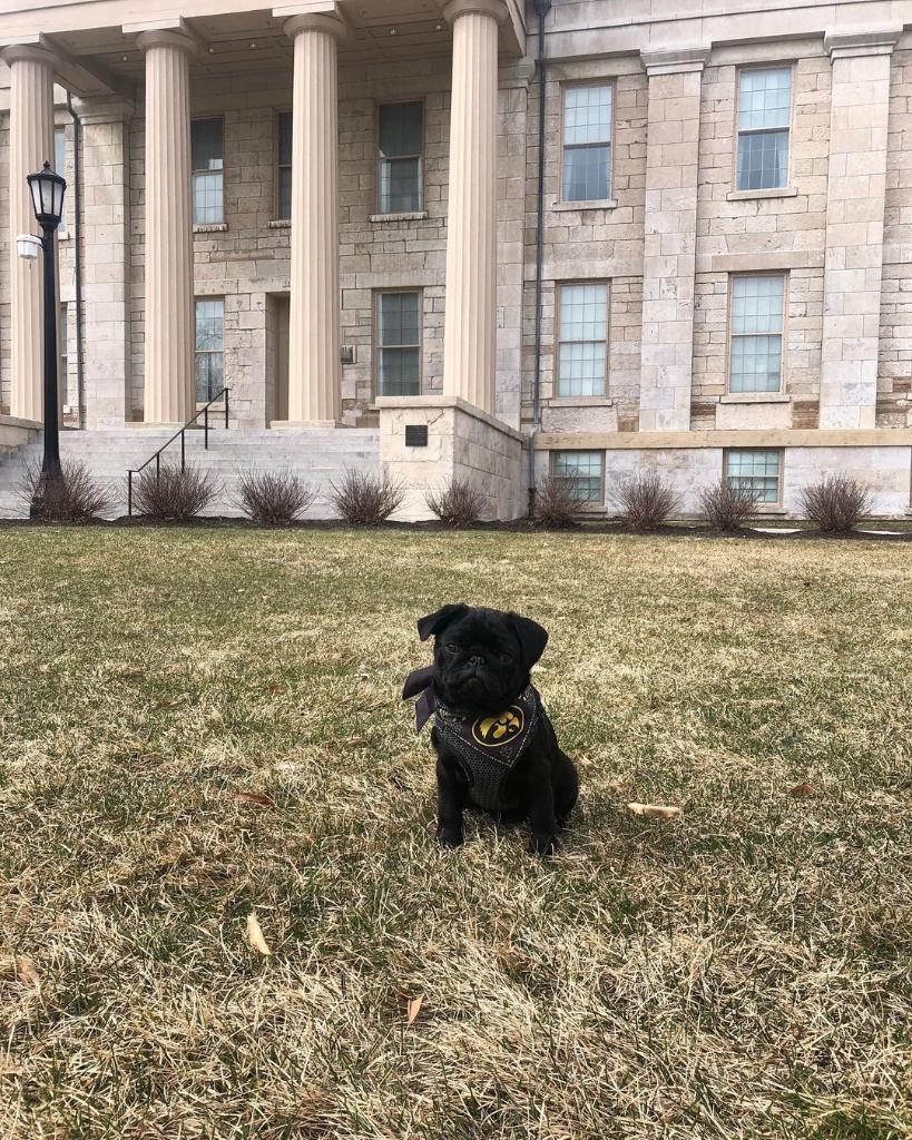 uiowa's tweet photo. Here's for the puppies and the black and gold on the timeline. #NationalPuppyDay 💛🖤🐶 https://t.co/jfPfaFeeSA