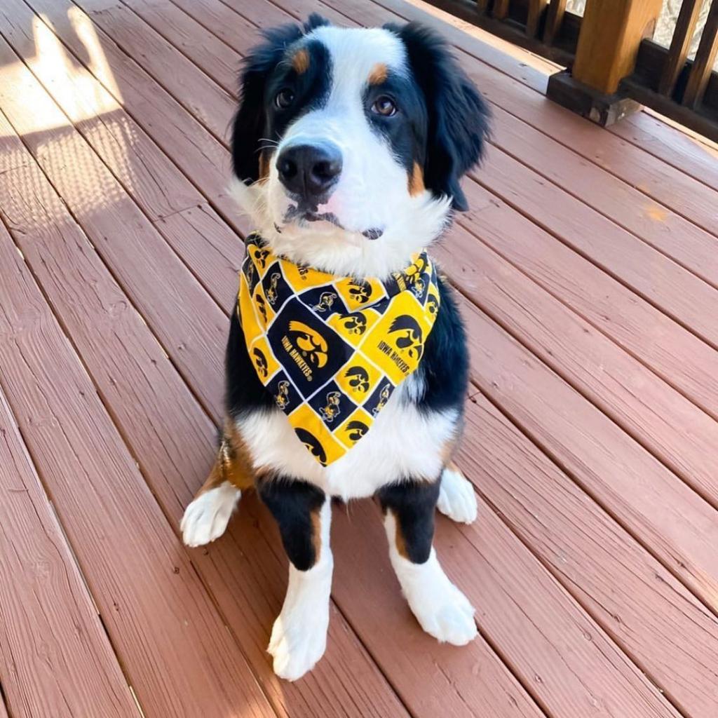 uiowa's tweet photo. Here's for the puppies and the black and gold on the timeline. #NationalPuppyDay 💛🖤🐶 https://t.co/jfPfaFeeSA