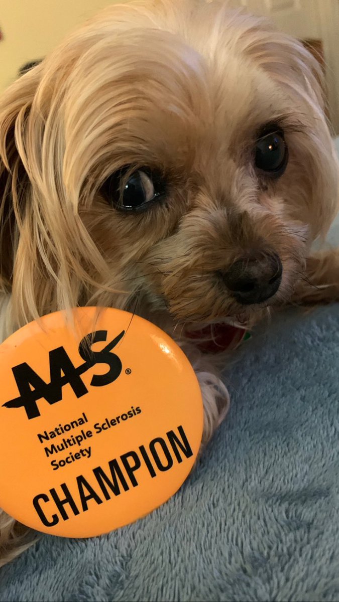 GingerZara's tweet photo. For this  #nationalpuppyday, Mocha wants to remind everyone about Mom's #WalkMS team and fundraising.

Register here to be part of our team across the country (maybe world!) and/or to donate: 

https://t.co/ZNHZd7JwnY

🎗🧡

#endms #curems #teamdrivingthecure https://t.co/kiXAtkPcMJ