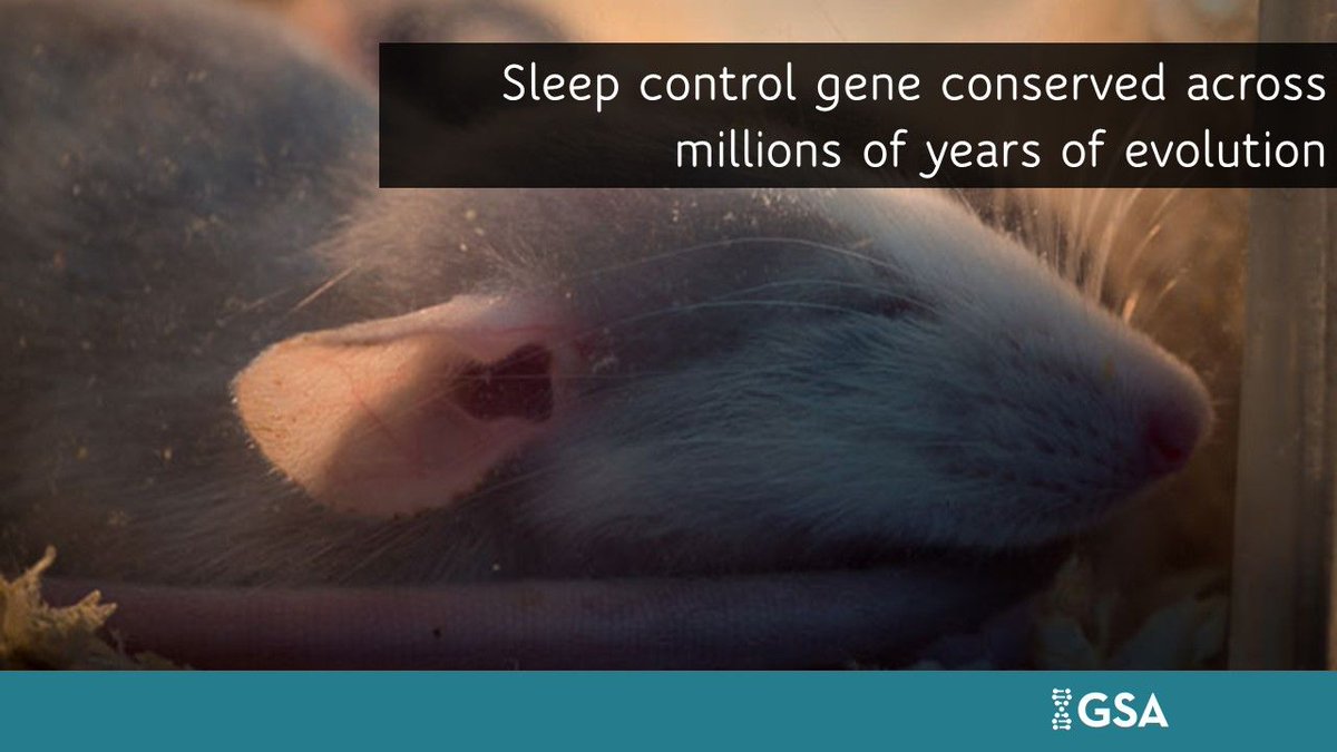Sleep control gene conserved across millions of years of evolution