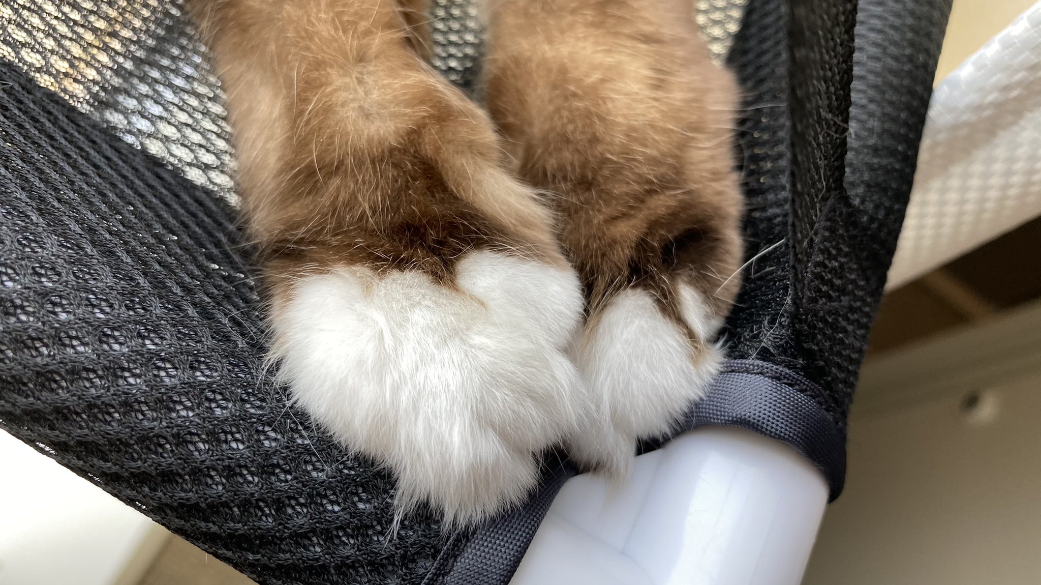 Qp Edf Amdiaの猫 Qpくんの手とクリームパンの互換性について みんなで楽しむtwitter展覧会 猫好きさんと繋がりたい 猫のいる暮らし クリームパン 猫 Cats 仔猫 ねこ ネコ 動物 T Co Srdwsaqyc7 Twitter