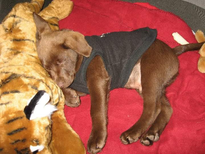 TwoDogHowl's tweet image. For #NationalPuppyDay2021 yep, we was very cute 🐕