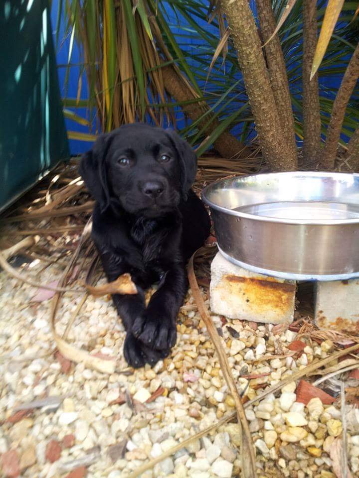 TwoDogHowl's tweet image. For #NationalPuppyDay2021 yep, we was very cute 🐕