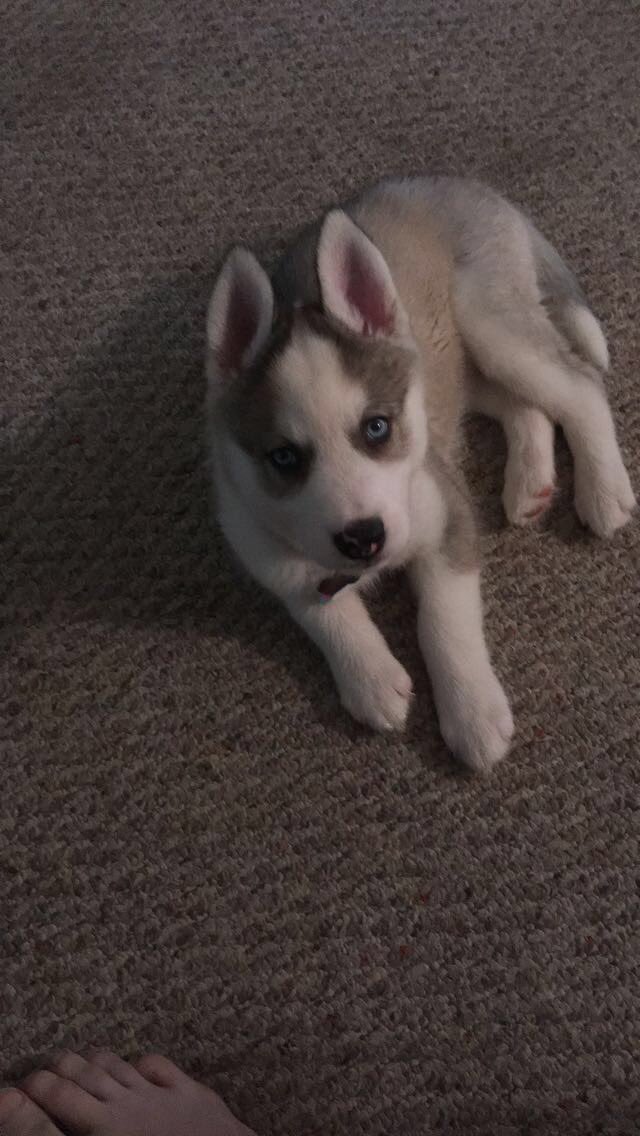 killincam13's tweet photo. Some throwbacks of Aurora for National Puppy Day. I miss when she was this small 🥺 https://t.co/Ztk77NC9Zn