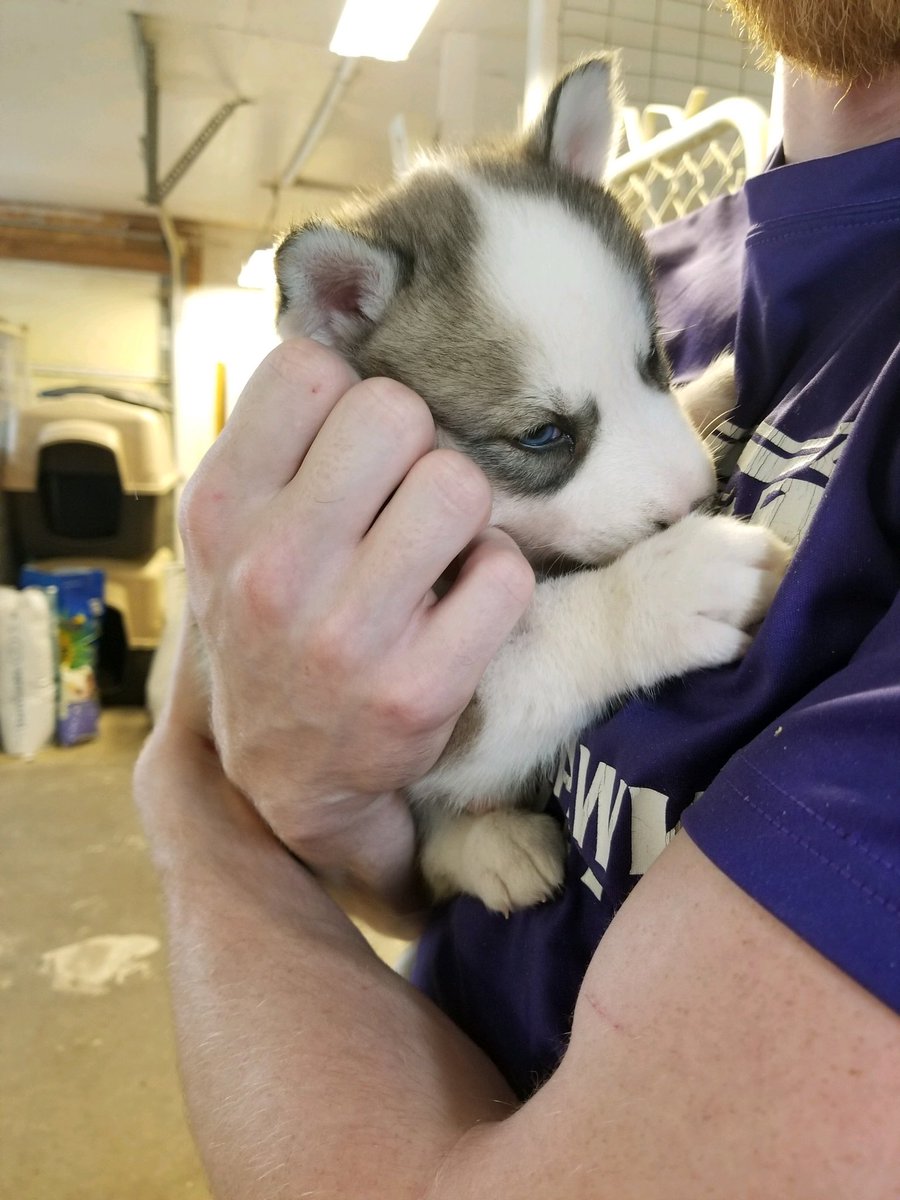 killincam13's tweet photo. Some throwbacks of Aurora for National Puppy Day. I miss when she was this small 🥺 https://t.co/Ztk77NC9Zn