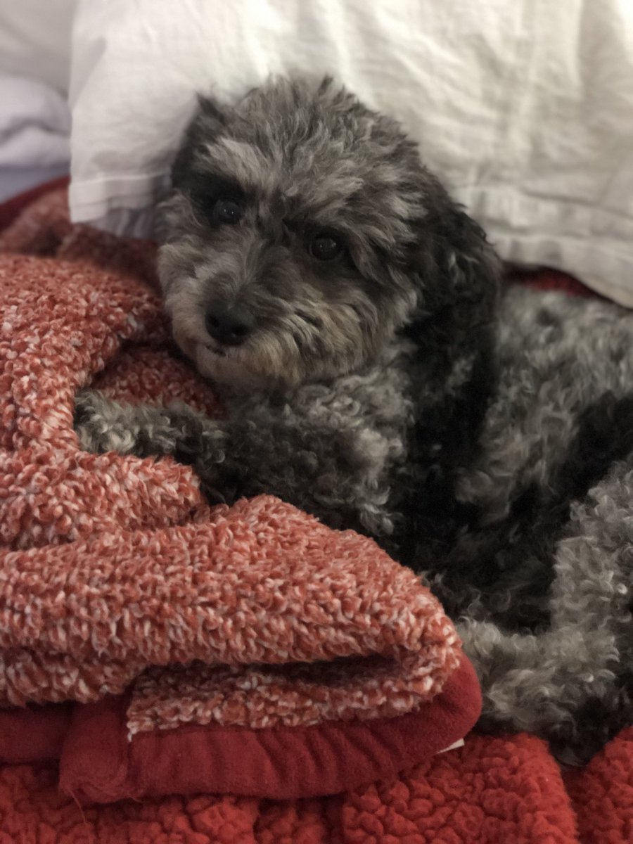 EmilyDuda7's tweet photo. Happy National Puppy day to the true saint of our family... no matter how many siblings I bring home without her approval, she will always be my furrrrst born and the sweetest little pup around! #charlierae #bestpuparound https://t.co/dDS33FNDzt