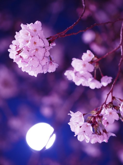 夜桜 高画質 のtwitterイラスト検索結果 古い順