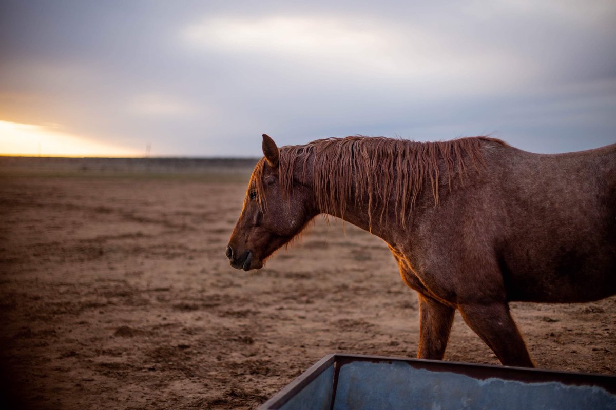 SwaringenEcho's tweet photo. Luv a roam gelding https://t.co/iZm1MzNQhA