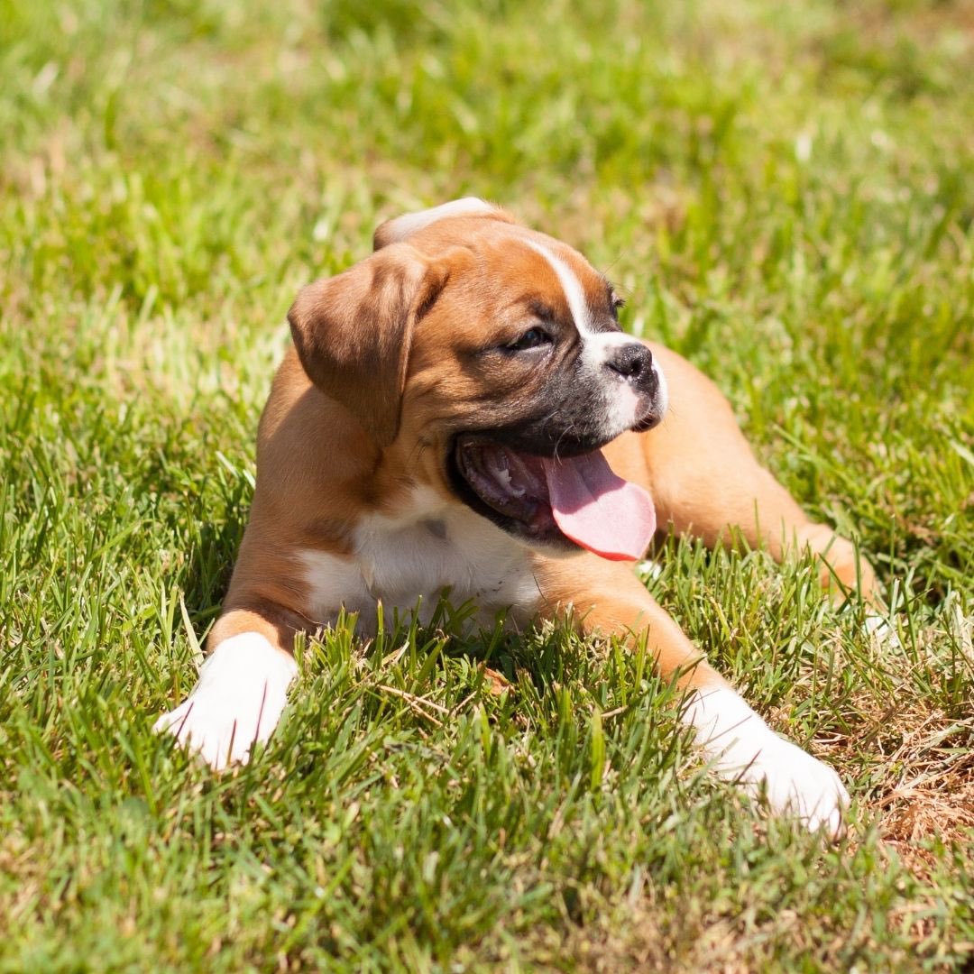 Happy #nationalpuppyday! Since I don’t have a real-life pet, I wrote a mischievous and loyal #boxer puppy into my first novel, Reluctant Cassandra. Thor is one of my all-time favorite characters (swipe to find out how he got his name!)

https://t.co/mNd82Iuv8R https://t.co/6mhDiwFwsR