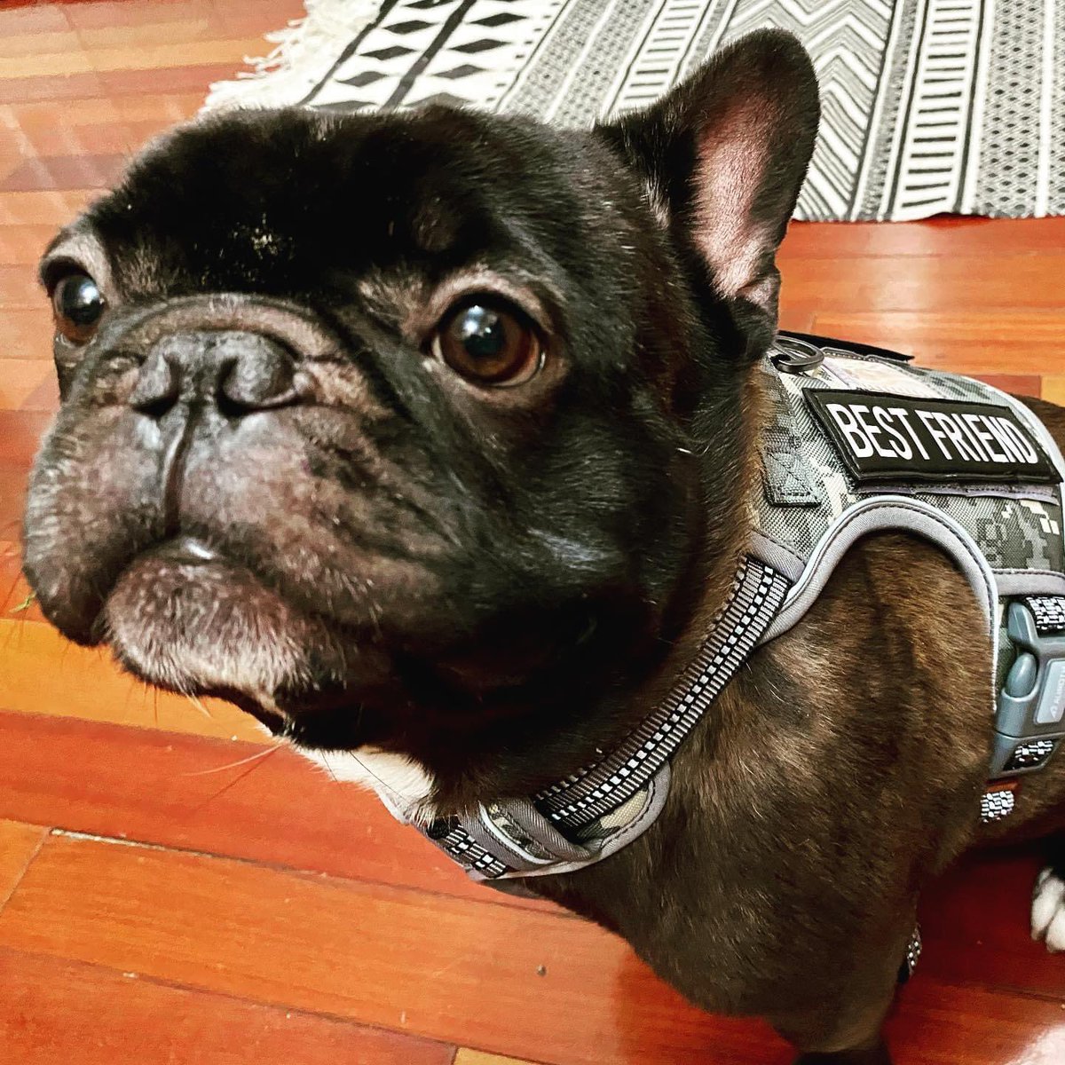 This guy! #NationalPuppyDay #Frenchie #frenchbulldog #mansbestfriend #DogLover #dogs #DogsofTwittter