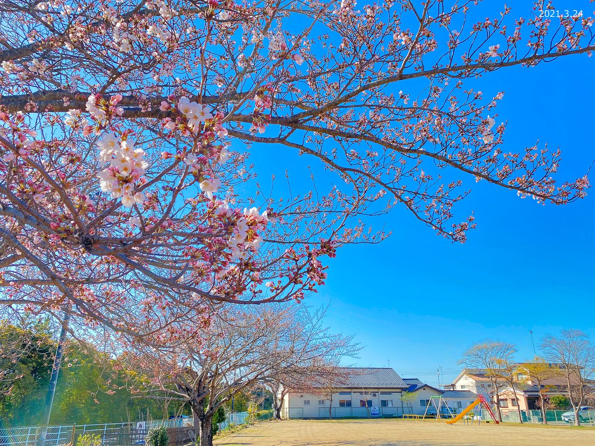おはようございます 今日も晴天のいわき 日中は気温が17度まで上がる予報で 暖かさに誘われ桜の開花が進みそうです 画像は郷ヶ 21 03 24 いわき市総合観光案内所 ぐるっといわき
