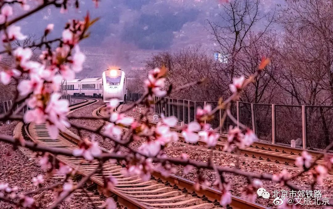 The train of #spring, an annual attraction at foot of the #GreatWall (Beijing section) runs through wild peaches in bloom. 
Thanks to #GreenChina effort, forest coverage of the city will reach 44.6% within this year.